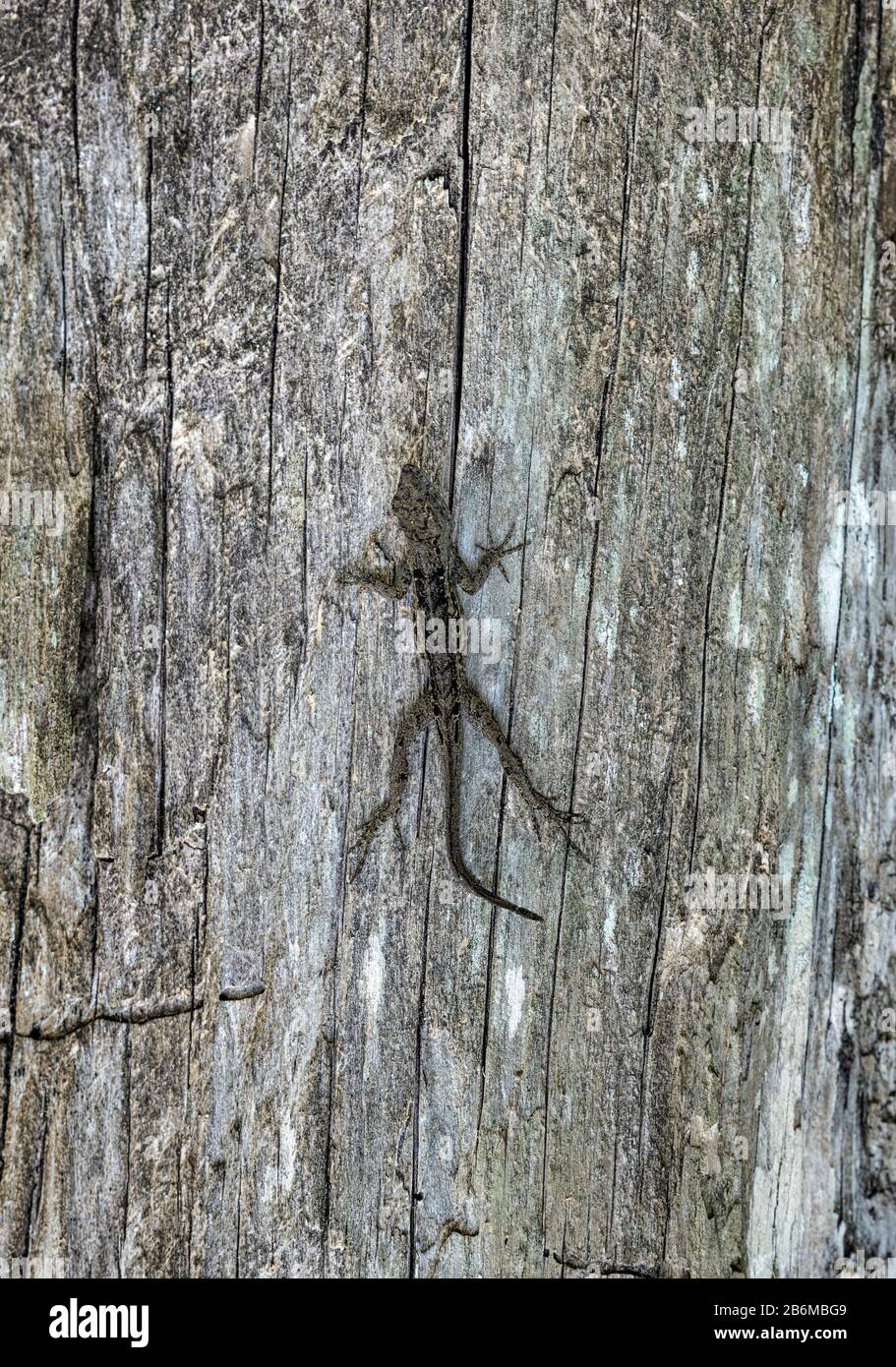 Anole lizard marrone si fonde con il tronco di un albero. Foto Stock