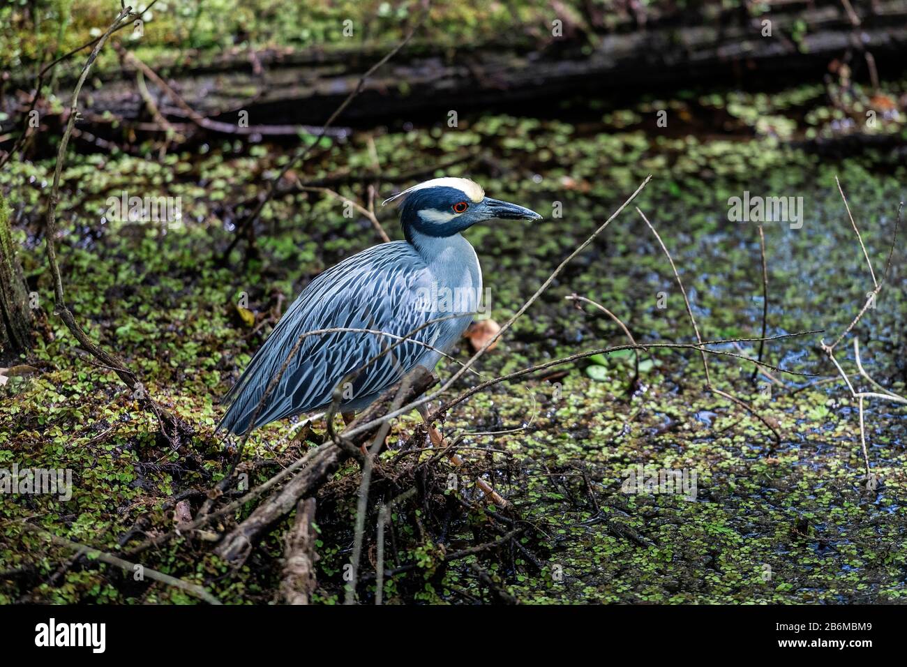 Giallo Coronato Heron Notte Al Sancutary Corkscrew Swamp. Foto Stock