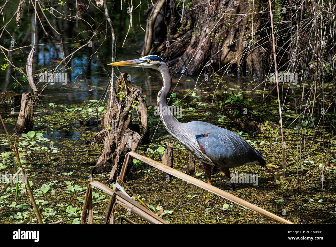 Grande airone blu al Sancutary di Corkscrew Swamp. Foto Stock
