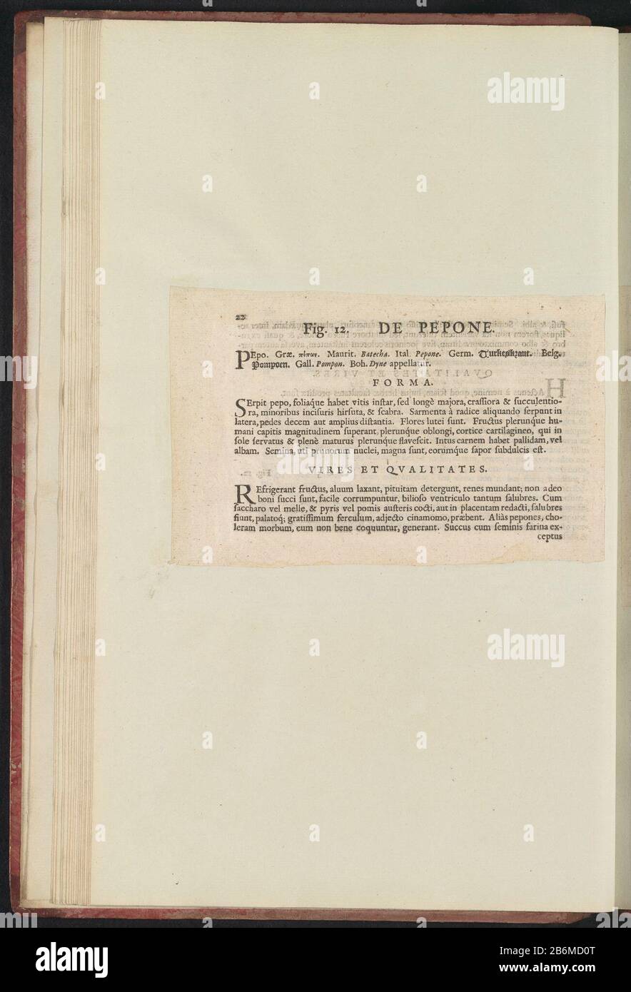 Fig 12 'De Pepone' in De Boodts erbarium van 1640 Beschrij bij Fig. 12 op p. 22 in: Anselmi Boëtii de Boot I.C. Brugensis & Rodolphi II. Imp. Romana. Medici a cubiculis Florum, Herbarum, ac fruttuum selectiorum icones, & vires pleraeque hactenus ignotæ. Onderdeel van het album Met bladen en en platen uit De Boodts erbarium van 1640. Gli album di Het twaalfde van twaalf hanno incontrato aquarellen van dieren, vogels en planten bekend rond 1600, gemaakt in opdracht van keizer Rudolf II Produttore : schrijver: Anselmus Boëtius de BoodtPlats fabbricante: Brugge datazione: 1640 kenmerken Fisico: Ingeplakt boekblad m Foto Stock