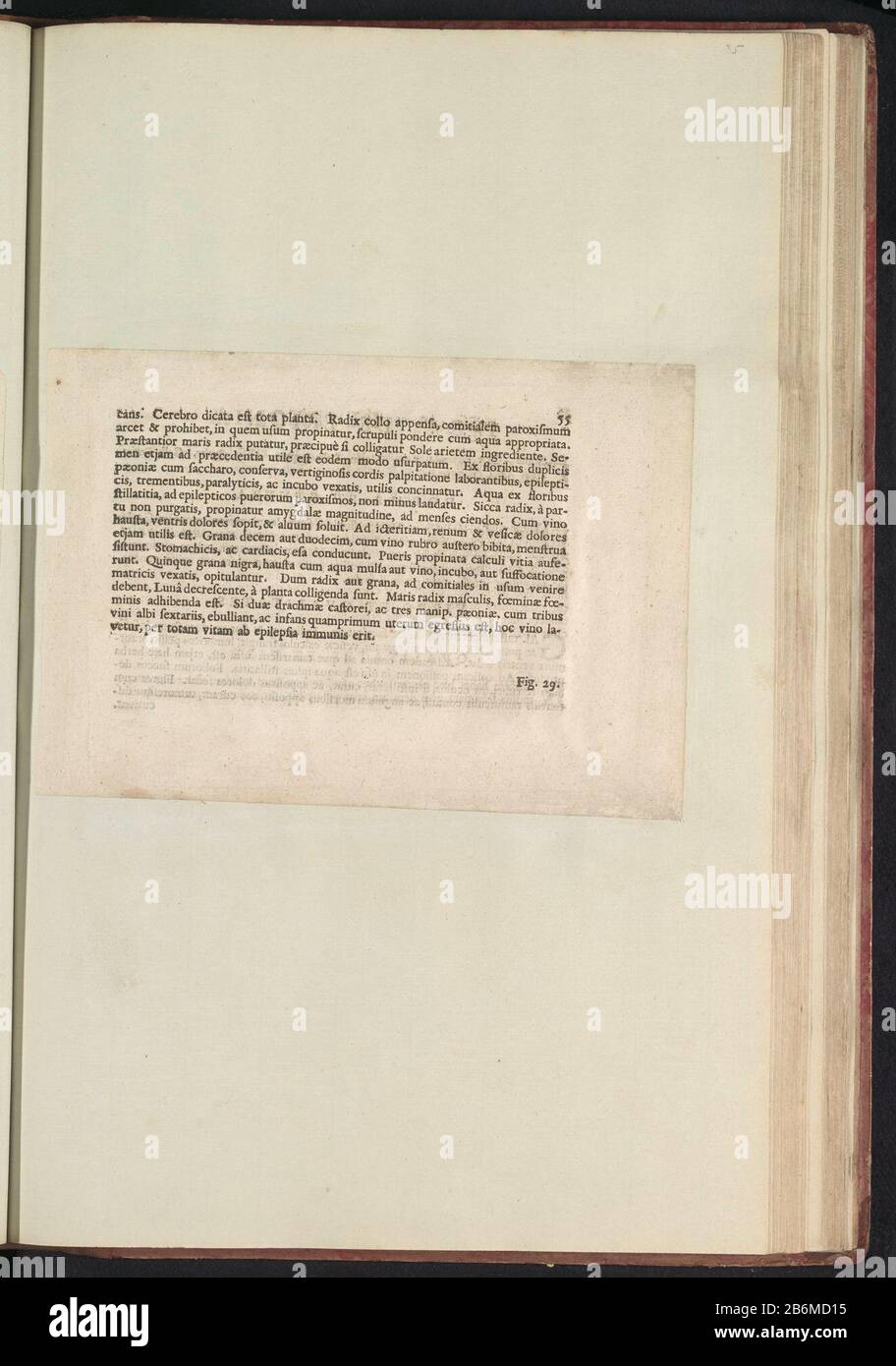 Fig. 28 'De Paeonia' in De Boodts erbarium van 1640 Fig. 28 'la Paeonia' nell'erbario di Boodts 1640 Object Type : Text sheet numero articolo: RP-T-BR-2017-1-12-35 (R) Descrizione: Descrizione con riferimento alla fig. 28 a pag. 55: Anselmi Boëtii Boat I.C. Brugensis & Rodolphi II. Imp. Romanzo. Un cubicolo medico Florum, Herbarum, ac fruttuum selectiorum icones, e vires pleraeque hactenus ignotæ. Parte dell'album con fogli e piatti dell'erbario Boodts del 1640. I dodici dodici album di acquerelli di animali, uccelli e piante sono noti intorno al 1600, commissionato dall'imperatore Rudolf I. Foto Stock