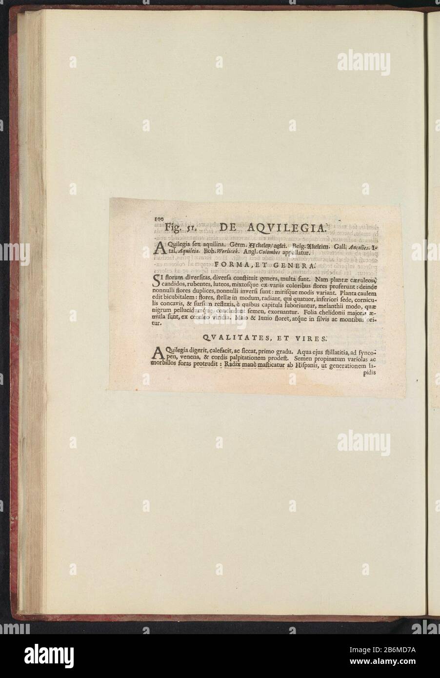 Figura 51 'De Aqvilegia' in De Boodts erbario van 1640 Fig. 51 'l'Aqvilegia' nell'erbario di Boodts 1640 Object Type : Text sheet numero articolo: RP-T-BR-2017-1-12-57 (V) Descrizione: Descrizione con riferimento alla fig. 51 a pag. 100 in: Anselmi Boëtii Boat I.C. Brugensis & Rodolphi II. Imp. Romanzo. Un cubicolo medico Florum, Herbarum, ac fruttuum selectiorum icones, e vires pleraeque hactenus ignotæ. Parte dell'album con fogli e piatti dell'erbario Boodts del 1640. I dodici dodici album di acquerelli di animali, uccelli e piante sono conosciuti intorno al 1600, commissionati dall'imperatore Foto Stock