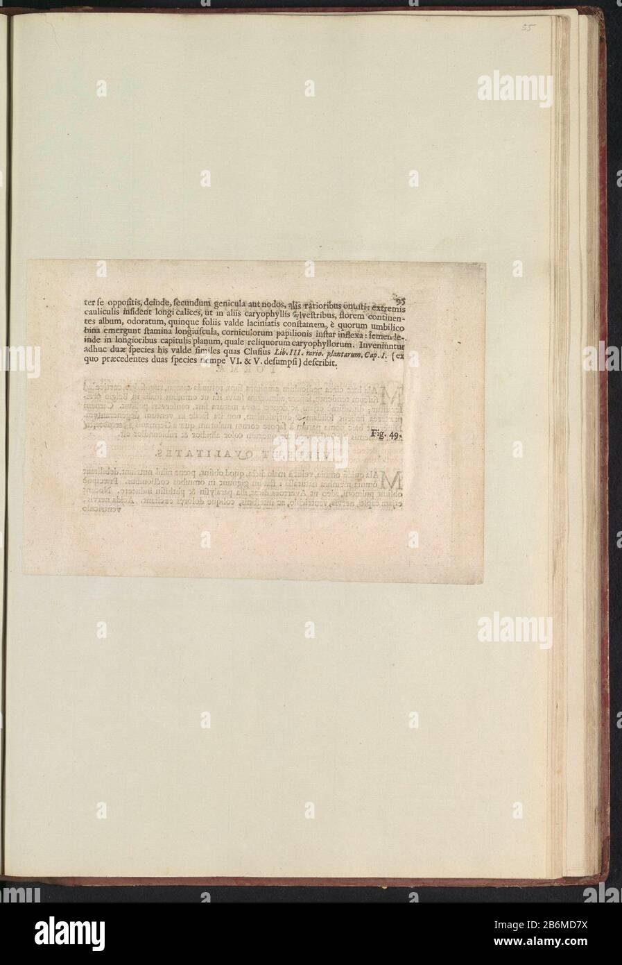Fig 48 'De Caryophyllo Pvrpvreo' in De Boodts erbarium van 1640 Fig. 48 'il Caryophyllo Pvrpvreo' nell'erbario di Boodts 1640 Tipo Oggetto : foglio di testo numero articolo: RP-T-BR-2017-1-12-55 (R) Descrizione: Descrizione con riferimento alla fig. 48 a pag. 95: Anselmi Boëtii Boat I.C. Brugerensis & Rodolphi II. Imp. Romanzo. Un cubicolo medico Florum, Herbarum, ac fruttuum selectiorum icones, e vires pleraeque hactenus ignotæ. Parte dell'album con fogli e piatti dell'erbario Boodts del 1640. I dodici dodici album di acquerelli di animali, uccelli e piante sono conosciuti intorno al 1600, comis Foto Stock