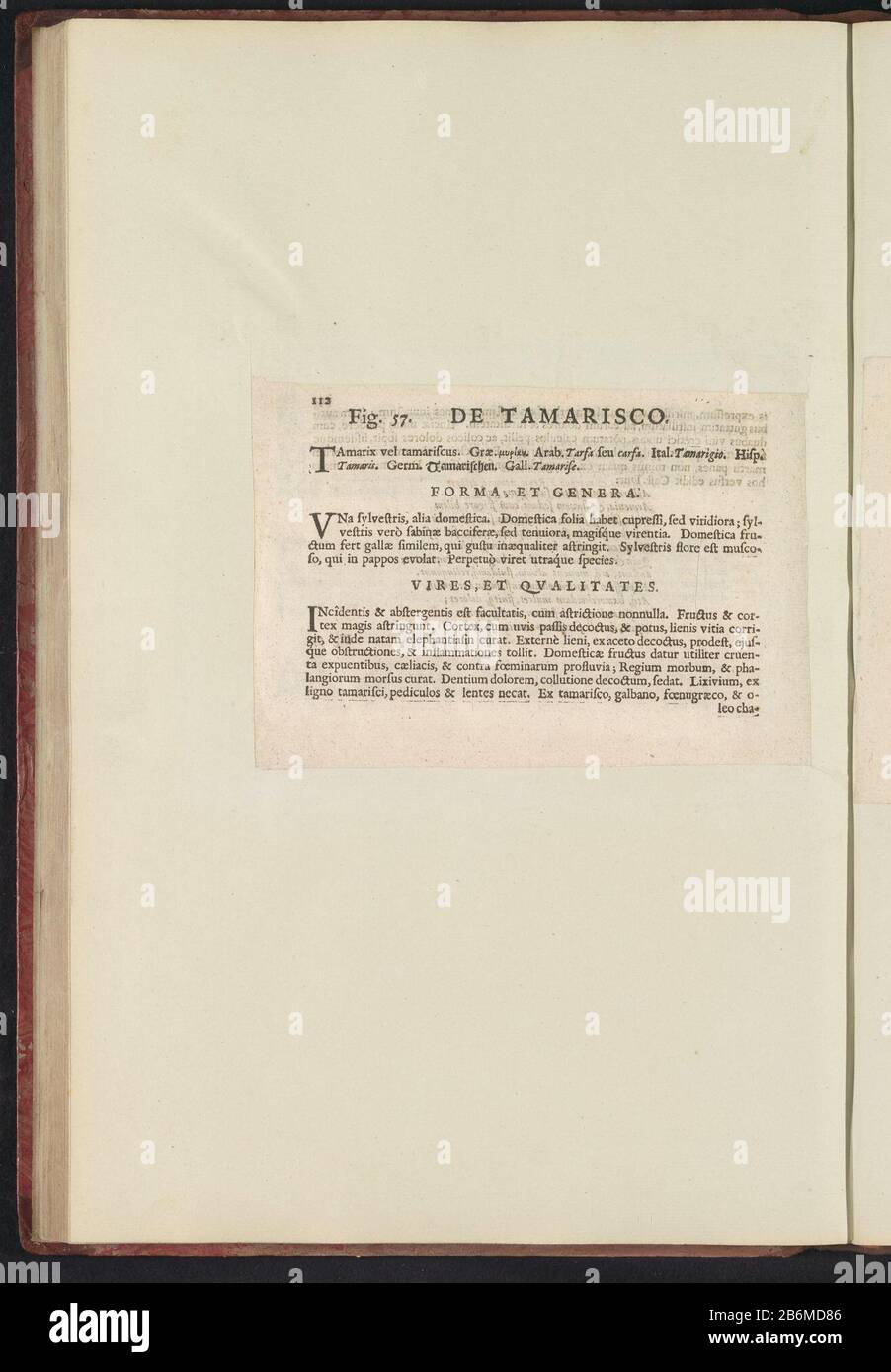 Fig 57 'De Tamarisco' in De Boodts erbarium van 1640 Fig. 57 'il Tamarisco' nell'erbario di Boodts 1640 Object Type : Text sheet numero articolo: RP-T-BR-2017-1-12-63 (V) Descrizione: Descrizione con riferimento alla fig. 57 a pag. 112: Anselmi Boëtii The Boot I.C. Brugensis & Rodolphi II. Imp. Romanzo. Un cubicolo medico Florum, Herbarum, ac fruttuum selectiorum icones, e vires pleraeque hactenus ignotæ. Parte dell'album con fogli e piatti dell'erbario Boodts del 1640. I dodici dodici album di acquerelli di animali, uccelli e piante sono conosciuti intorno al 1600, commissionati dall'imperatore Foto Stock