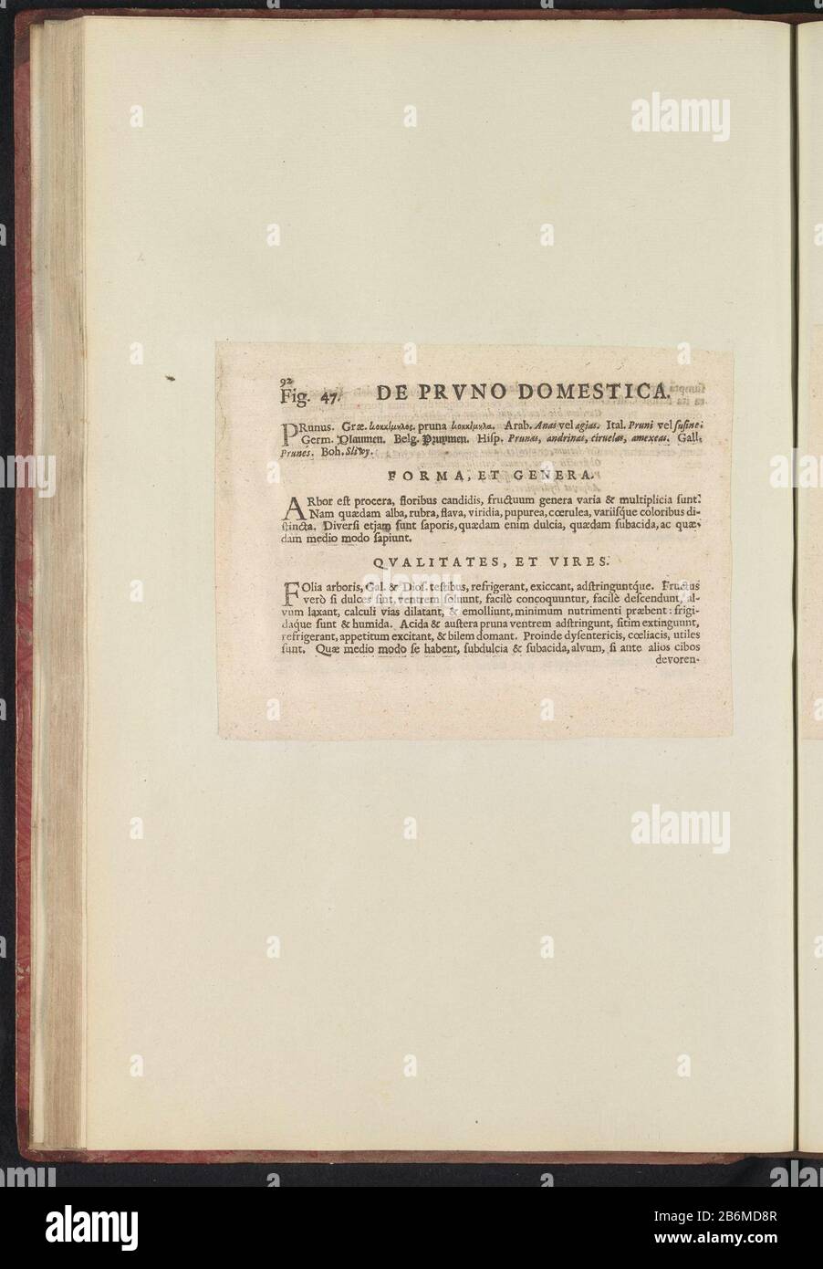 Fig 47 'De Prvno Domestica' in De Boodts erbarium van 1640 Fig. 47 'il Prvno domestica' nell'erbario di Boodts 1640 Object Type : Text sheet numero articolo: RP-T-BR-2017-1-12-53 (V) Descrizione: Descrizione con riferimento alla fig. 47 a pag. 92 in: Anselmi Boëtii The Boot I.C. Brugensis & Rodolphi II. Imp. Romanzo. Un cubicolo medico Florum, Herbarum, ac fruttuum selectiorum icones, e vires pleraeque hactenus ignotæ. Parte dell'album con fogli e piatti dell'erbario Boodts del 1640. I dodici dodici album di acquerelli di animali, uccelli e piante sono conosciuti intorno al 1600, comissio Foto Stock