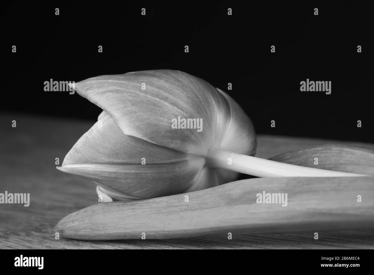 Tulipano bello fiore primo piano fotografia per il saluto Foto Stock