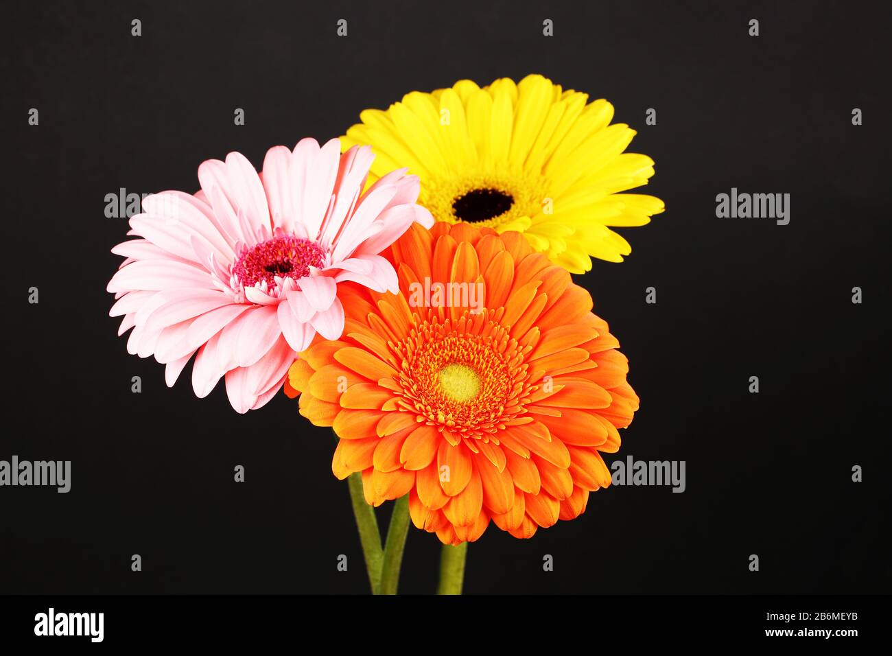 Gerbera bello fiore vibrante primo piano macro fotografia Foto Stock