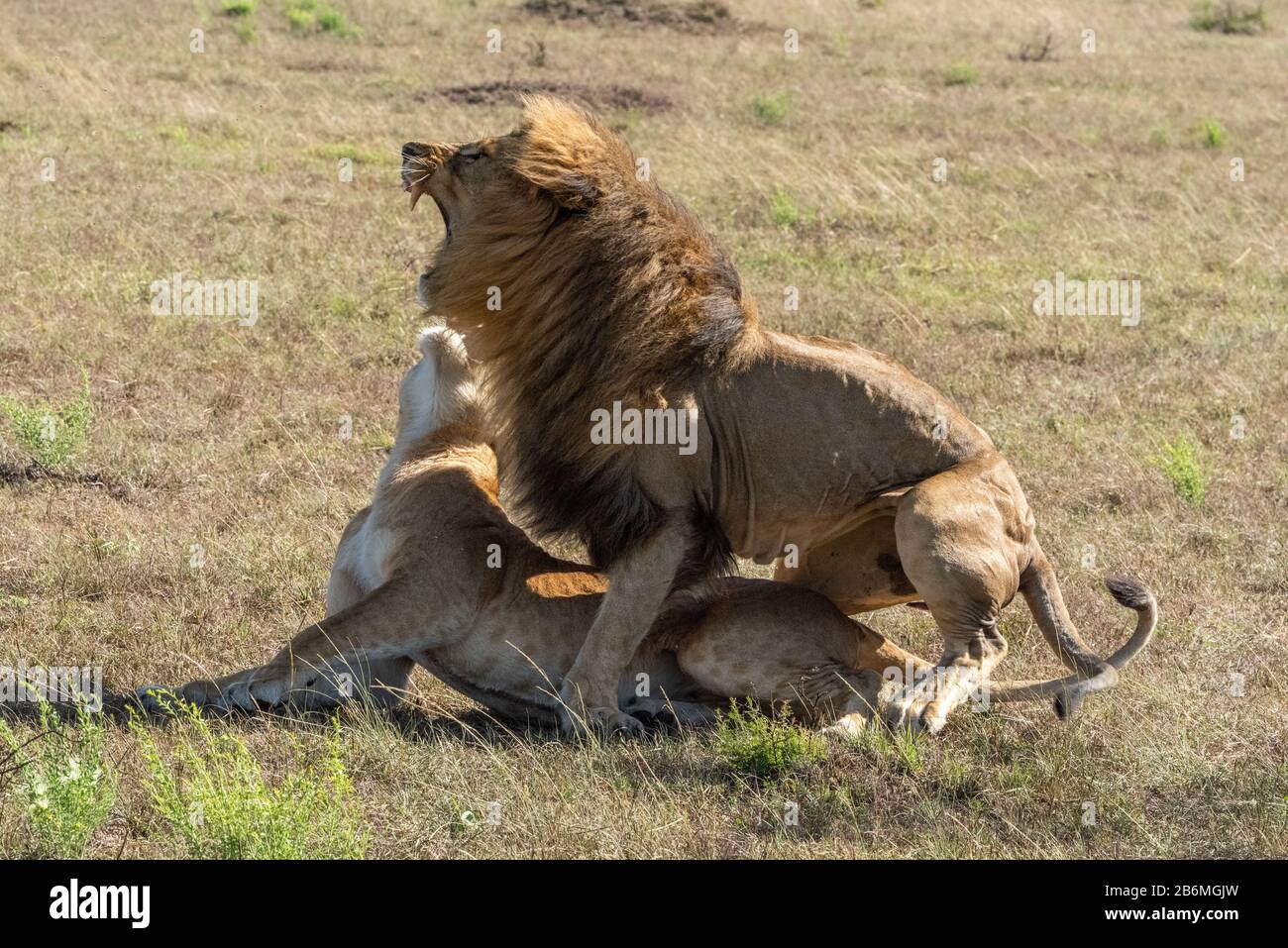 Ruggisce di leone maschio dopo l'accoppiamento con femmina Foto Stock