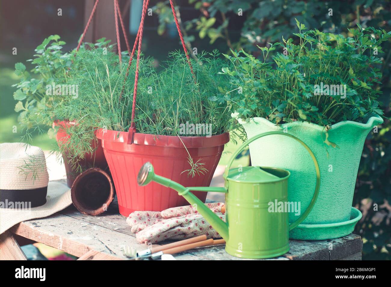Pentole con varie erbe verdi poste su tavolo di legno con piccola annaffiatura e guanti in giardino estivo Foto Stock