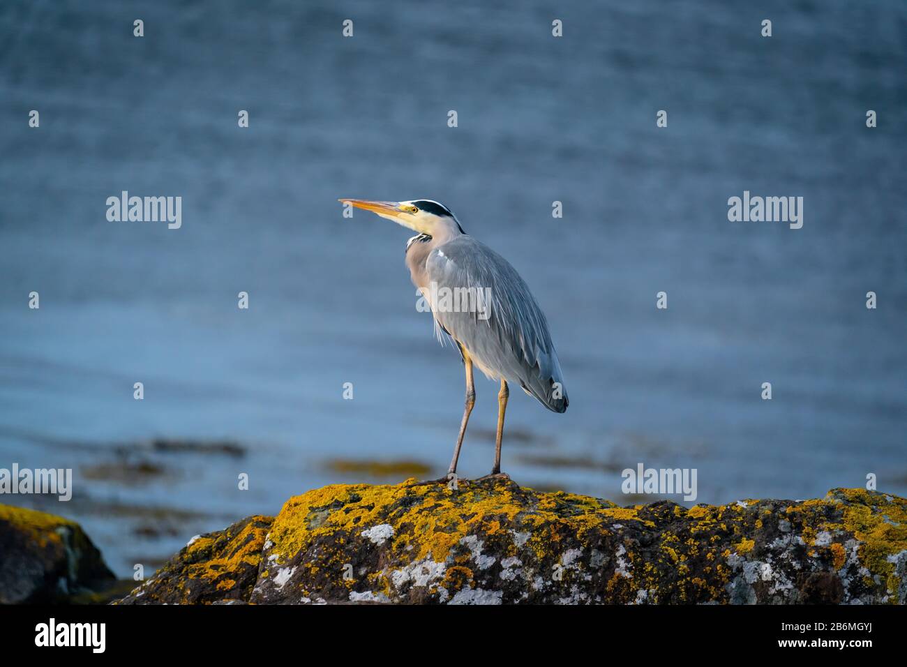 Singolo airone grigio (Ardea cinerea) in piedi su una roccia a lato di un loch illuminato da sole, Isola di Mull, Scozia, Regno Unito Foto Stock