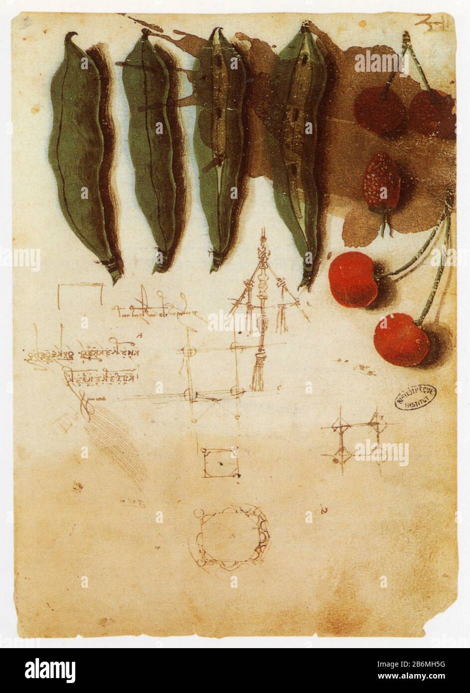 Leonardo da Vinci. Frutta e verdura, layout architettonici e gruppi di lettere non decifrate. 1487-1490 Foto Stock