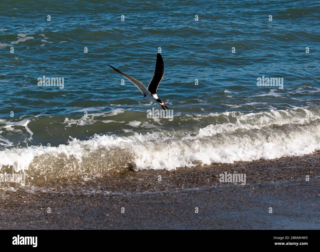 Uno Skimmer Nero che utilizza la sua lunga mandibola inferiore per skim l'acqua per piccoli pesci, sul bordo del surf, su Cape Canaveral Beach Foto Stock