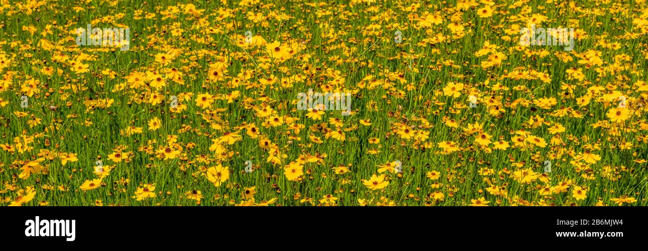 Vista dei fiori selvatici Florida Tickseed (Coreopsis floridana), Myakka River state Park, Sarasota, Florida, USA Foto Stock