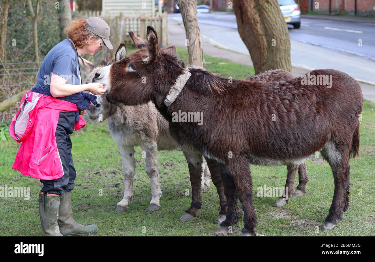 Una donna che alimenta una mela a asini selvatici a Beaulieu nella New Forest, Hampshire, Regno Unito Foto Stock