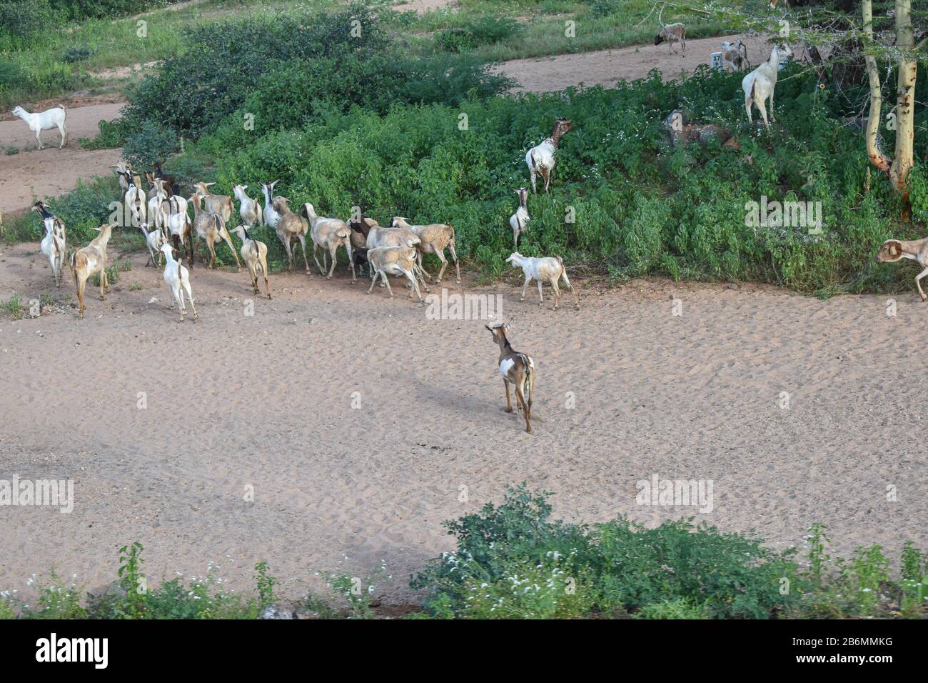 Gregge di capra nella distanza che corre attraverso l'ambiente verde lussureggiante del deserto dopo la stagione piovosa in kenia di Marsabit. La gente che vive qui è pastrolist Foto Stock