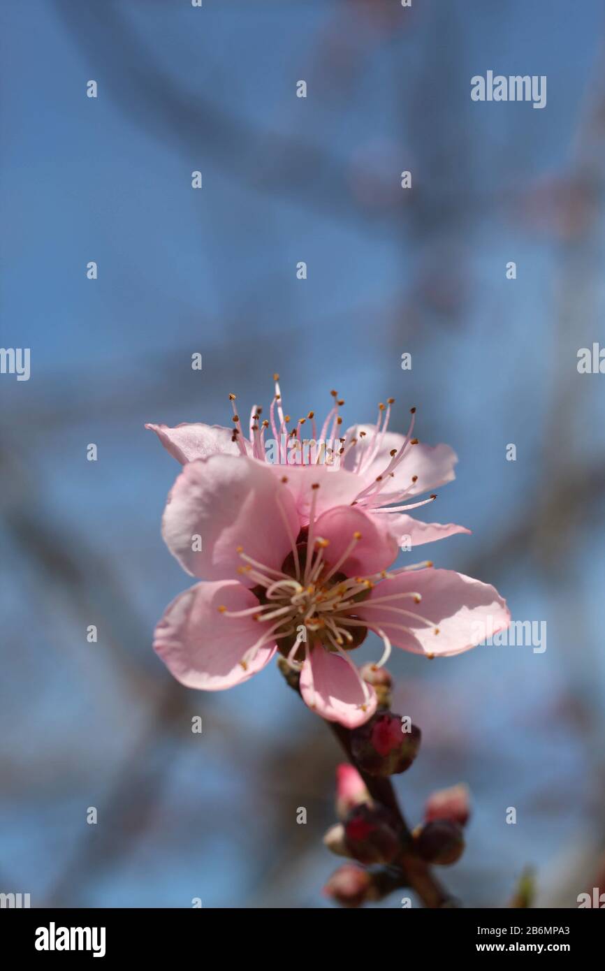 Fiore monoecioso dell'albero del Peach Foto Stock