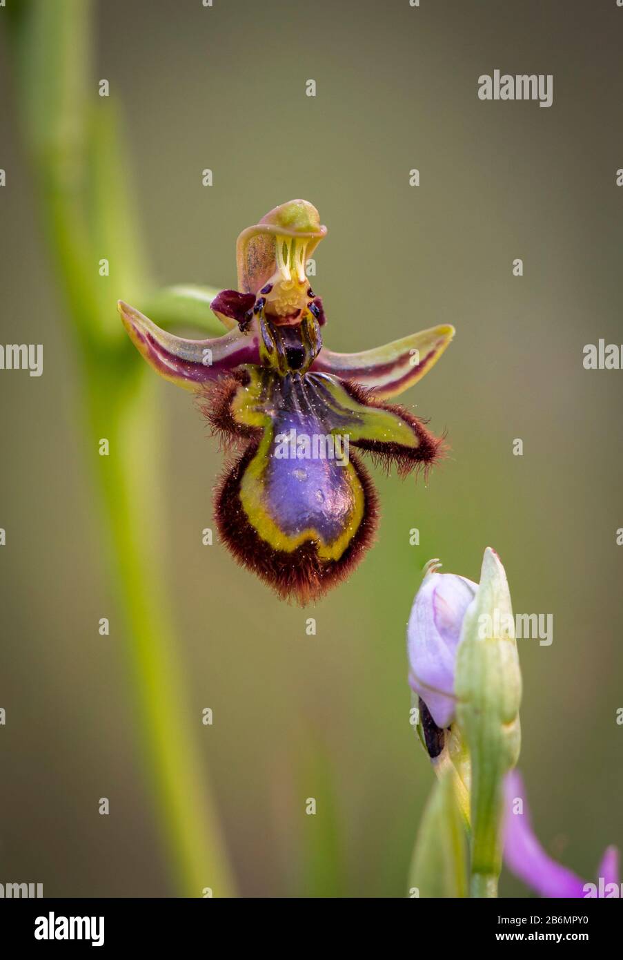 Specchio orchid, Ophrys speculum, Andalusia, Spagna meridionale. Foto Stock