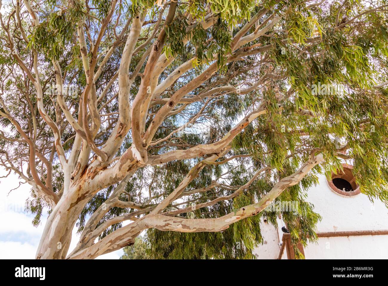 Si affaccia sull'albero accanto alla chiesa di Iglesia Ermita Santo Domingo de Guzman a Titir, sull'isola delle Canarie di Fuerteventura Foto Stock