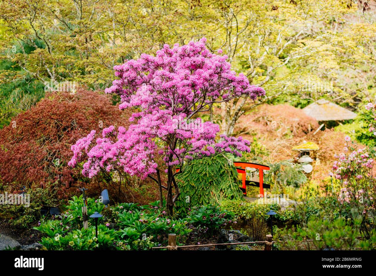 Paesaggio di giardino in stile giapponese con alberi rosa in fiore, Butchart Gardens, Vancouver Island, British Columbia, Canada Foto Stock