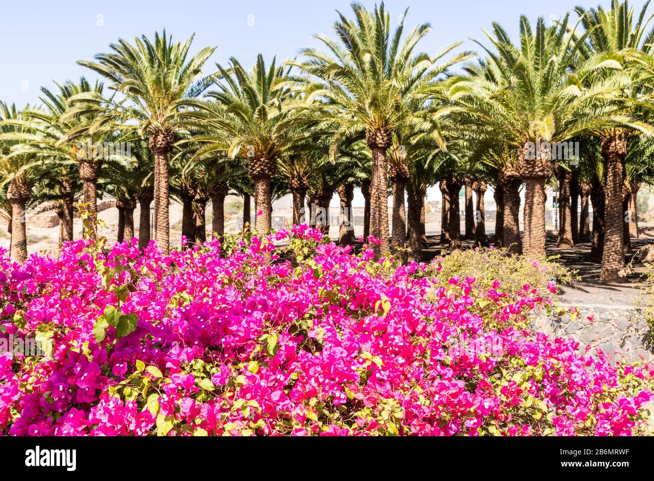 Palme e fiori rosa a Pajara sull'isola delle Canarie di Fuerteventura Foto Stock