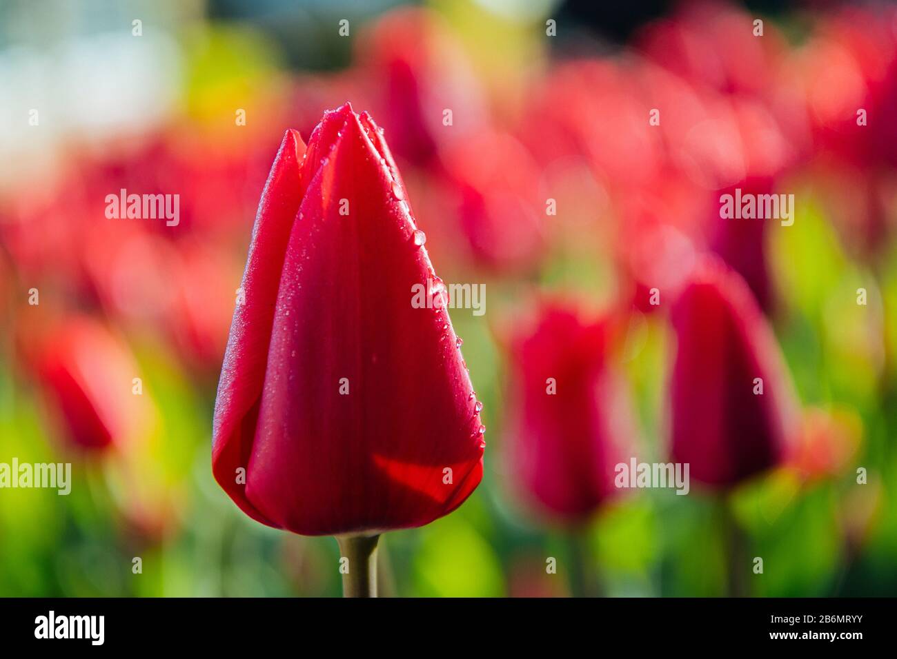 Primo piano di tulipano rosso con rugiada, Butchart Gardens, Vancouver Island, British Columbia, Canada Foto Stock