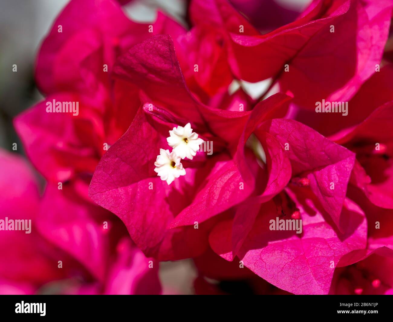 Macro immagine di fiori Bougainvillea, Cape Canaveral, Florida Foto Stock