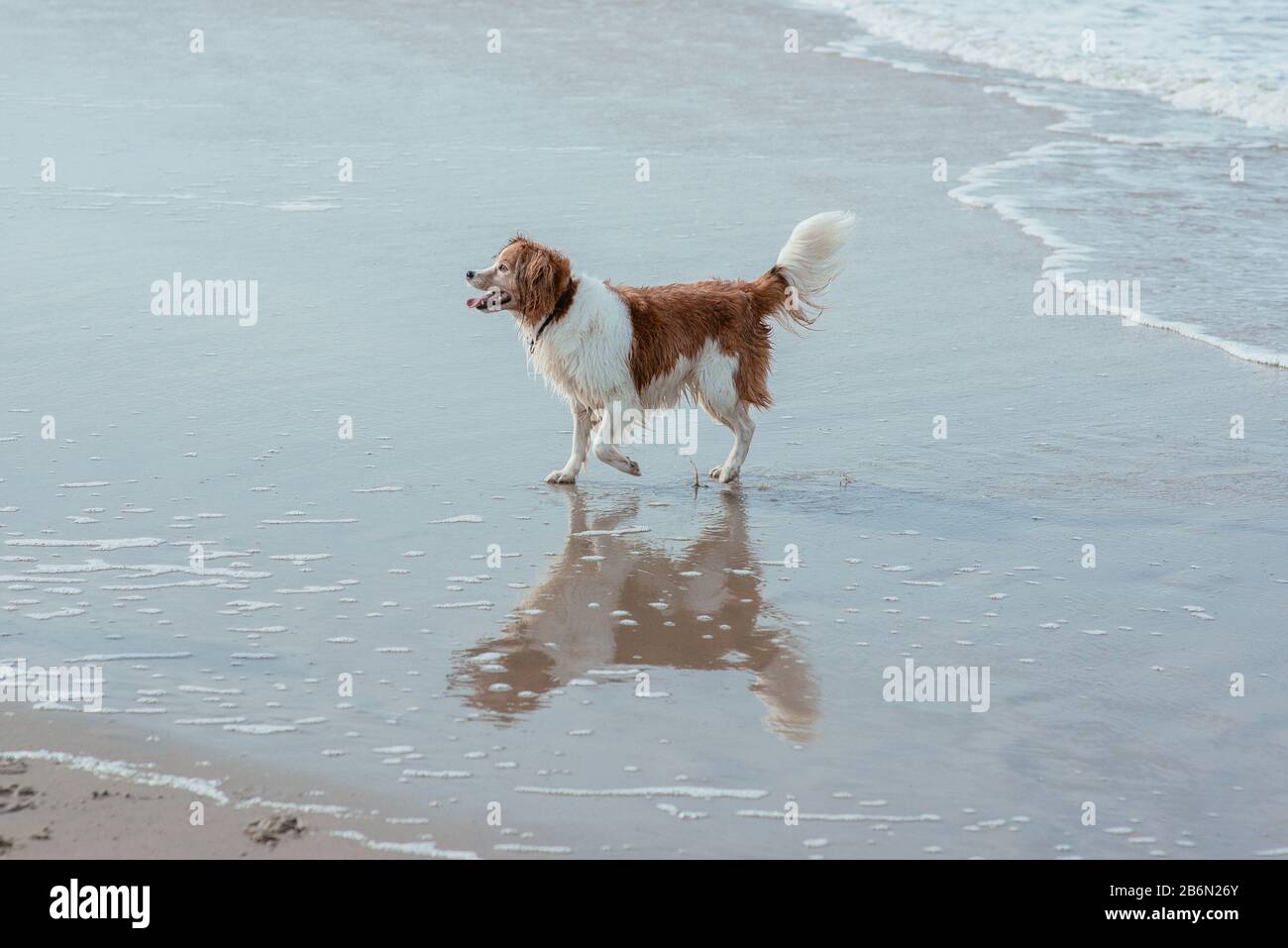 Buon cane divertente sulla costa del mare Foto Stock