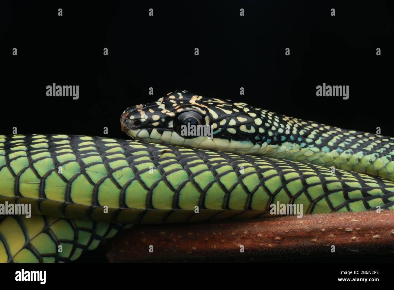 Paradise Flying Snake, Chrysopelea Paradisi Foto Stock