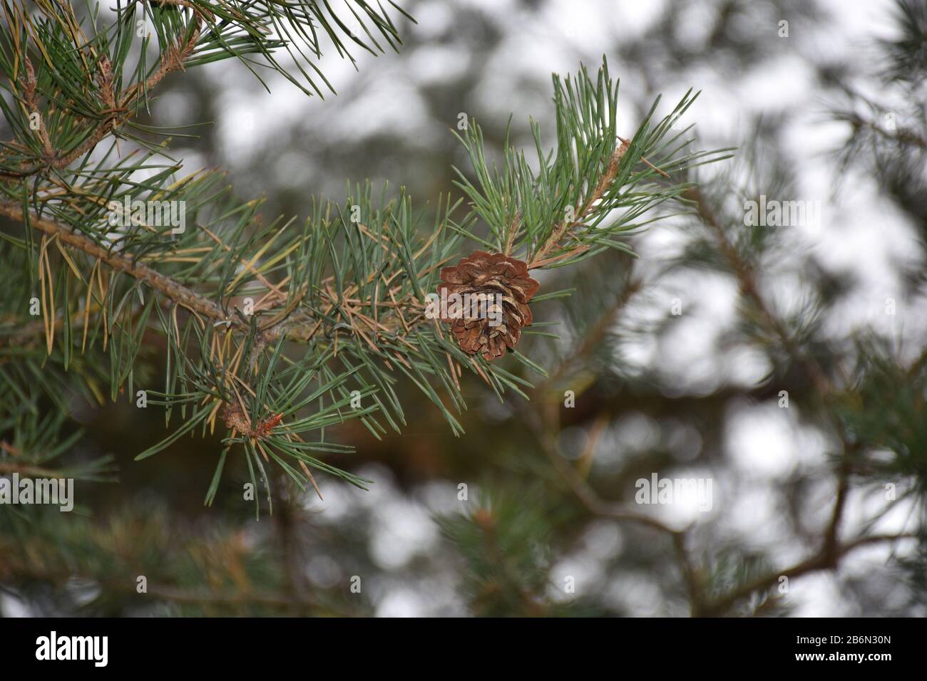 Aghi di pino verde con cono in cima al ramo Foto Stock