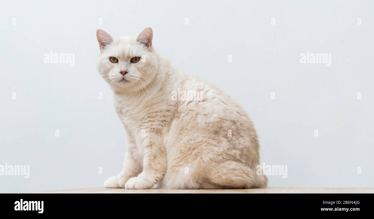 Ritratto di un gatto Manx cremoso a pelo corto. Foto Stock