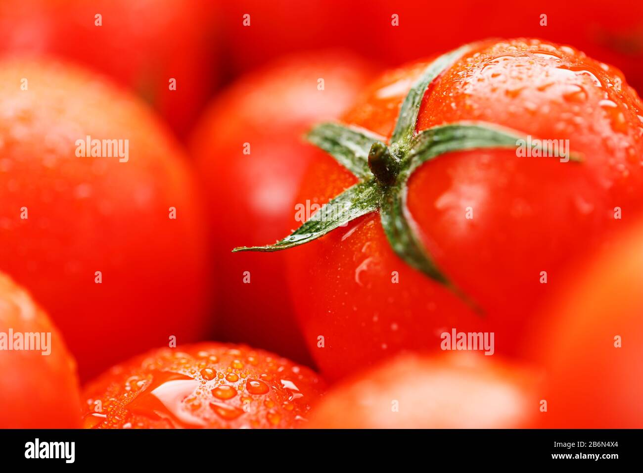 Pomodori ciliegini freschi con primo piano. Pomodori rossi di fondo. Un gruppo di frutti succosi maturi. Pomodori rossi di fondo. Carta da parati pomodoro macro Foto Stock