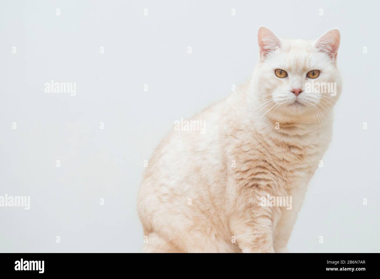 Ritratto di un gatto Manx cremoso a pelo corto. Foto Stock