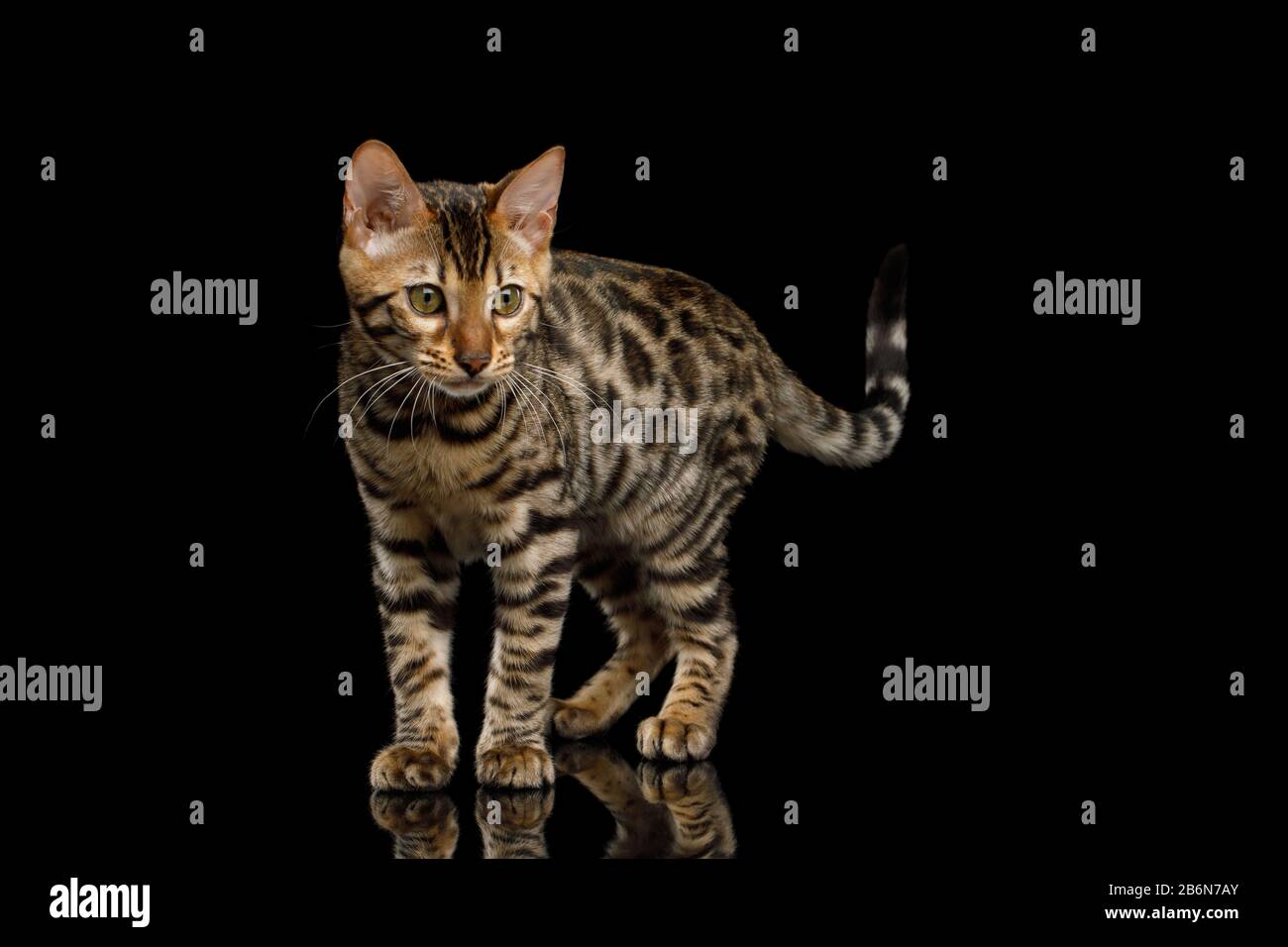 Giocoso Kitty Bengala con pelliccia d'oro su sfondo nero Isolato Foto Stock