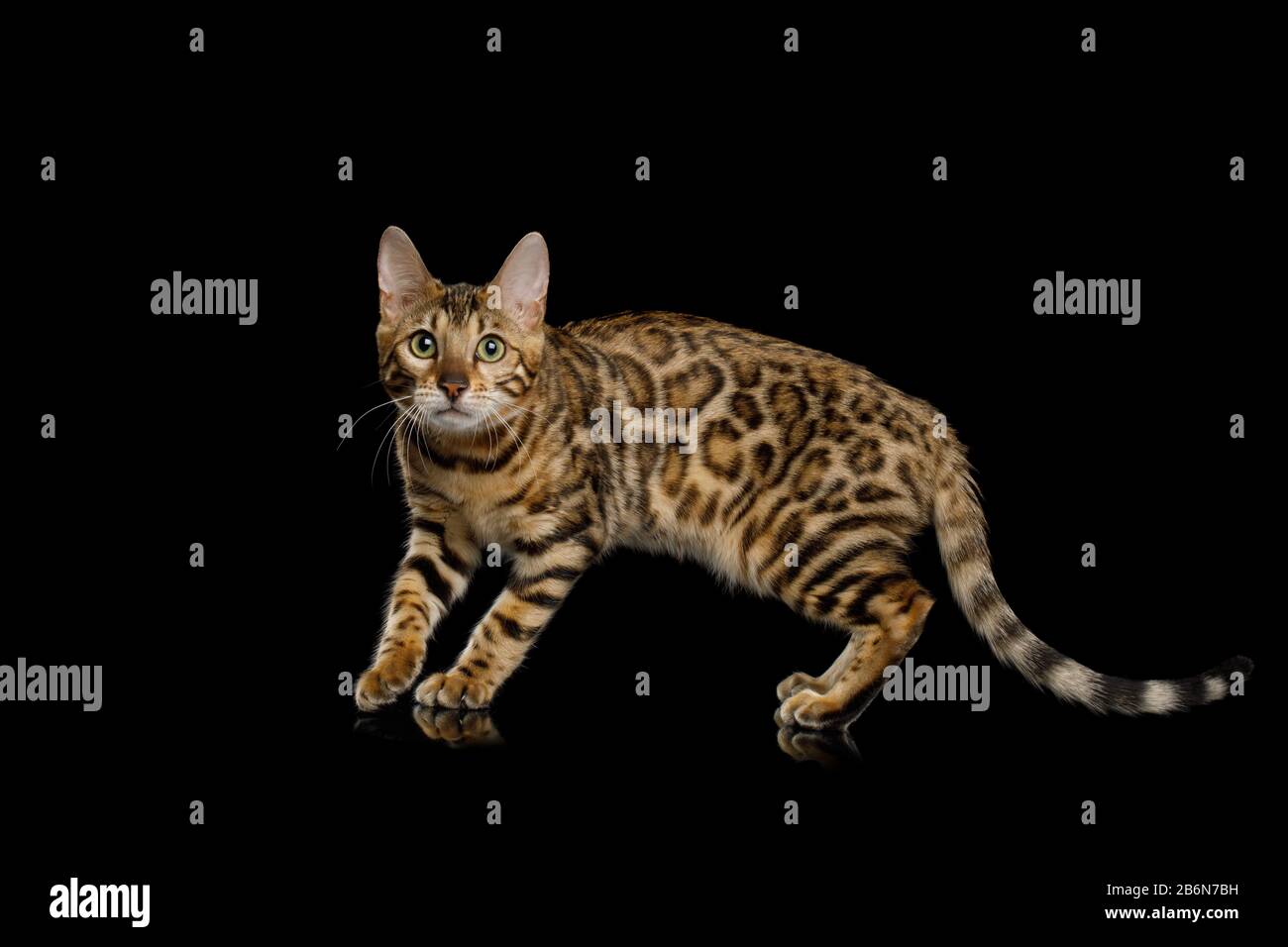 Giocoso gatto Bengala con pelliccia d'oro su sfondo nero Isolato Foto Stock