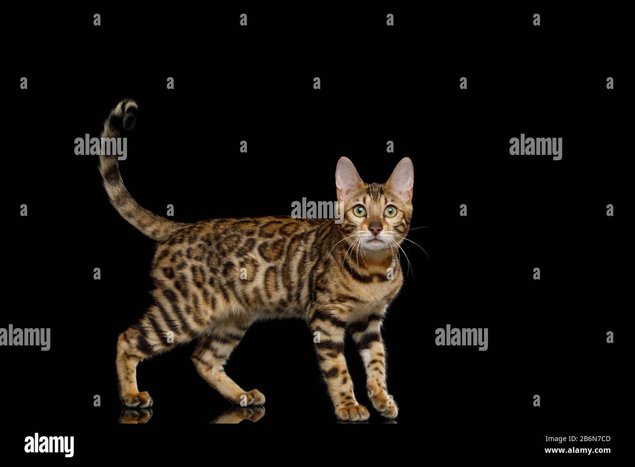 Giocoso gatto Bengala con pelliccia d'oro su sfondo nero Isolato Foto Stock