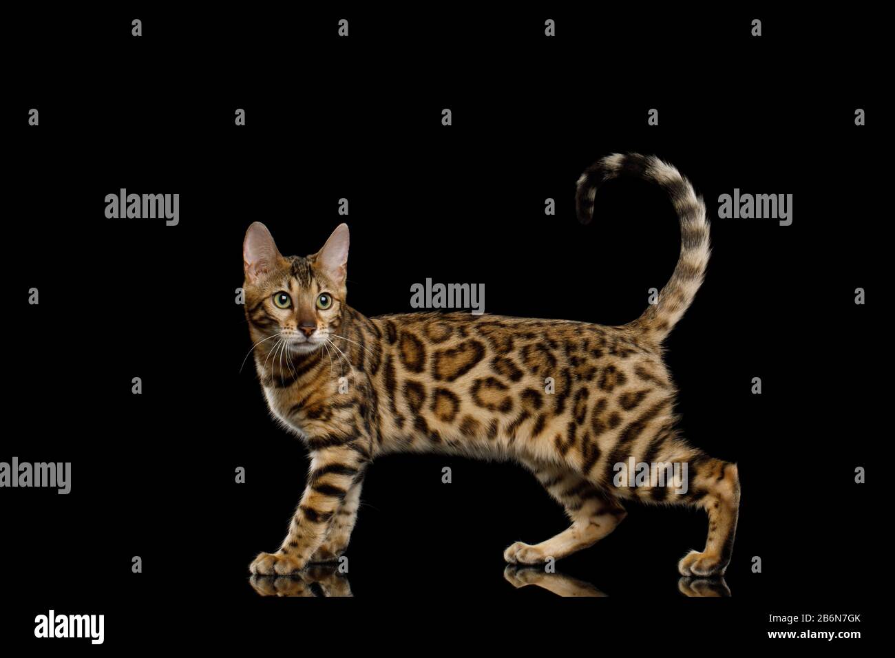 Adorabile gatto Bengala Che Mostra la sua pelliccia d'oro su sfondo nero Isolato, vista laterale Foto Stock