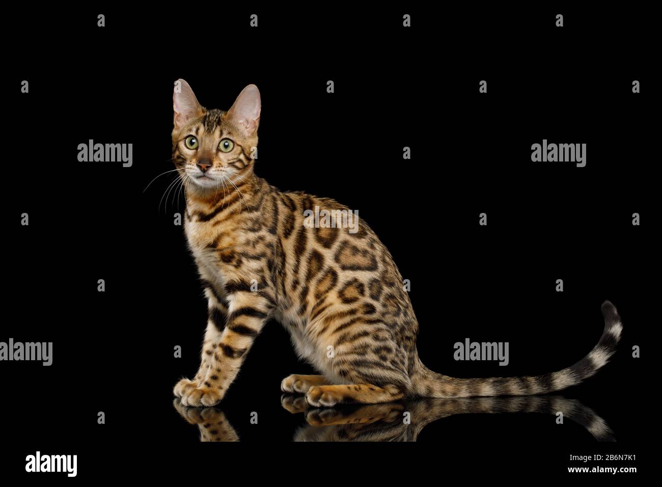 Adorabile gatto Bengala Seduto su isolato sfondo nero, vista laterale Foto Stock