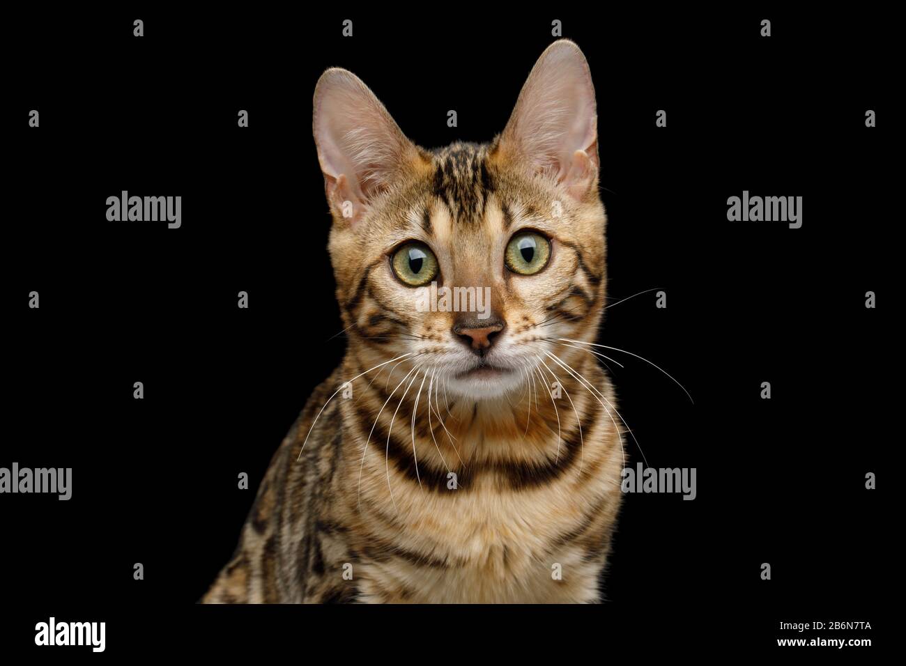 Carino ritratto del gatto Bengala Sad Stare in fotocamera su sfondo nero Isolato, vista frontale Foto Stock