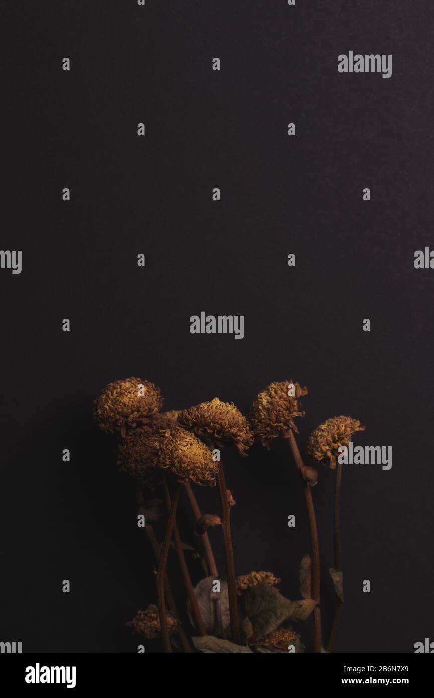 Vista ad angolo elevato della pianta secca su sfondo scuro Foto Stock