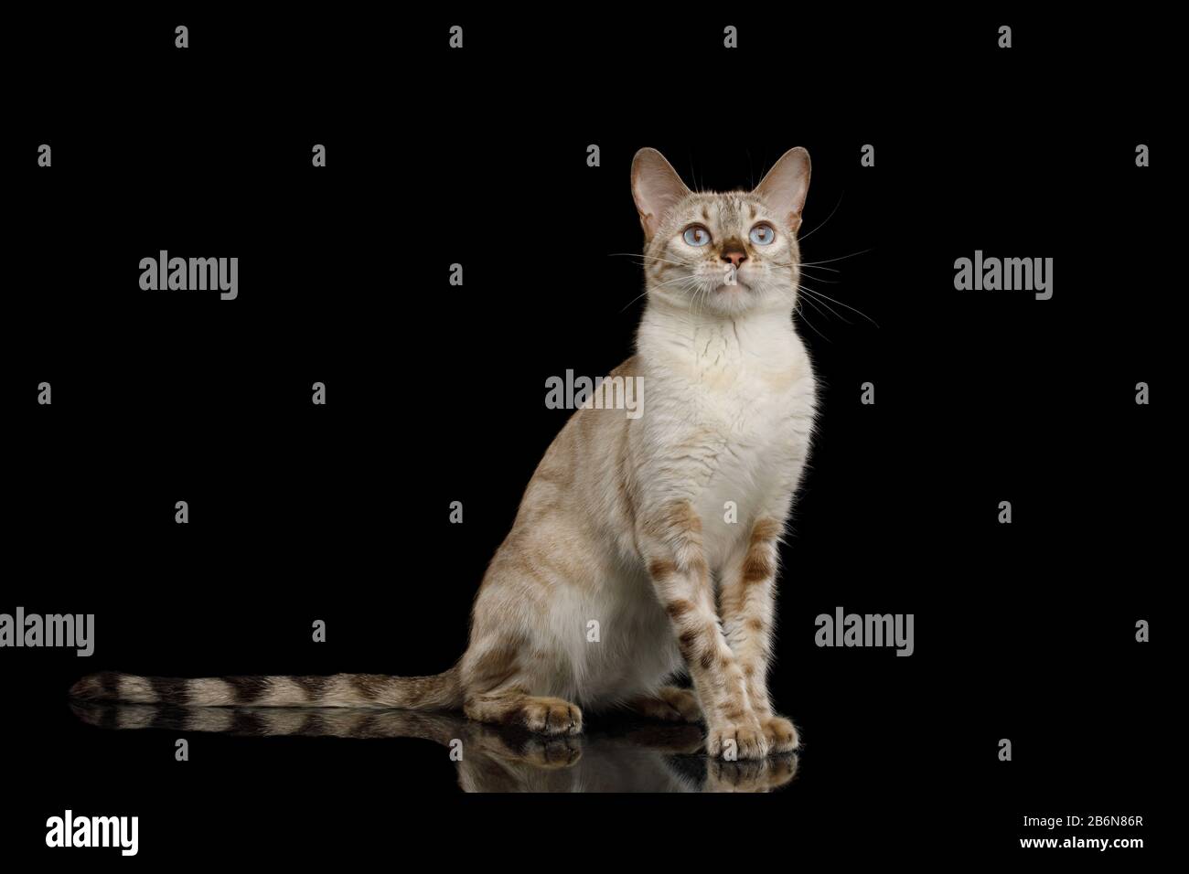 Adorabile neve Bengala Cat Seduta e stare su Isolato sfondo nero, vista frontale Foto Stock