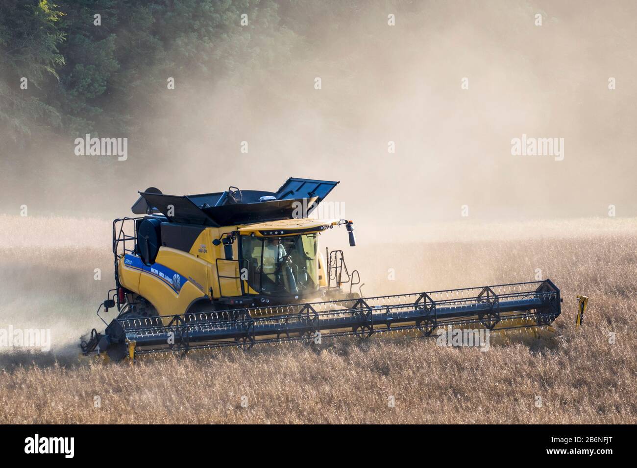 New Holland CR9.90 Mietitrebbia Harvester che raccoglie il raccolto di colza in campo in estate per la produzione di mangimi animali, oli vegetali commestibili e biodiesel Foto Stock