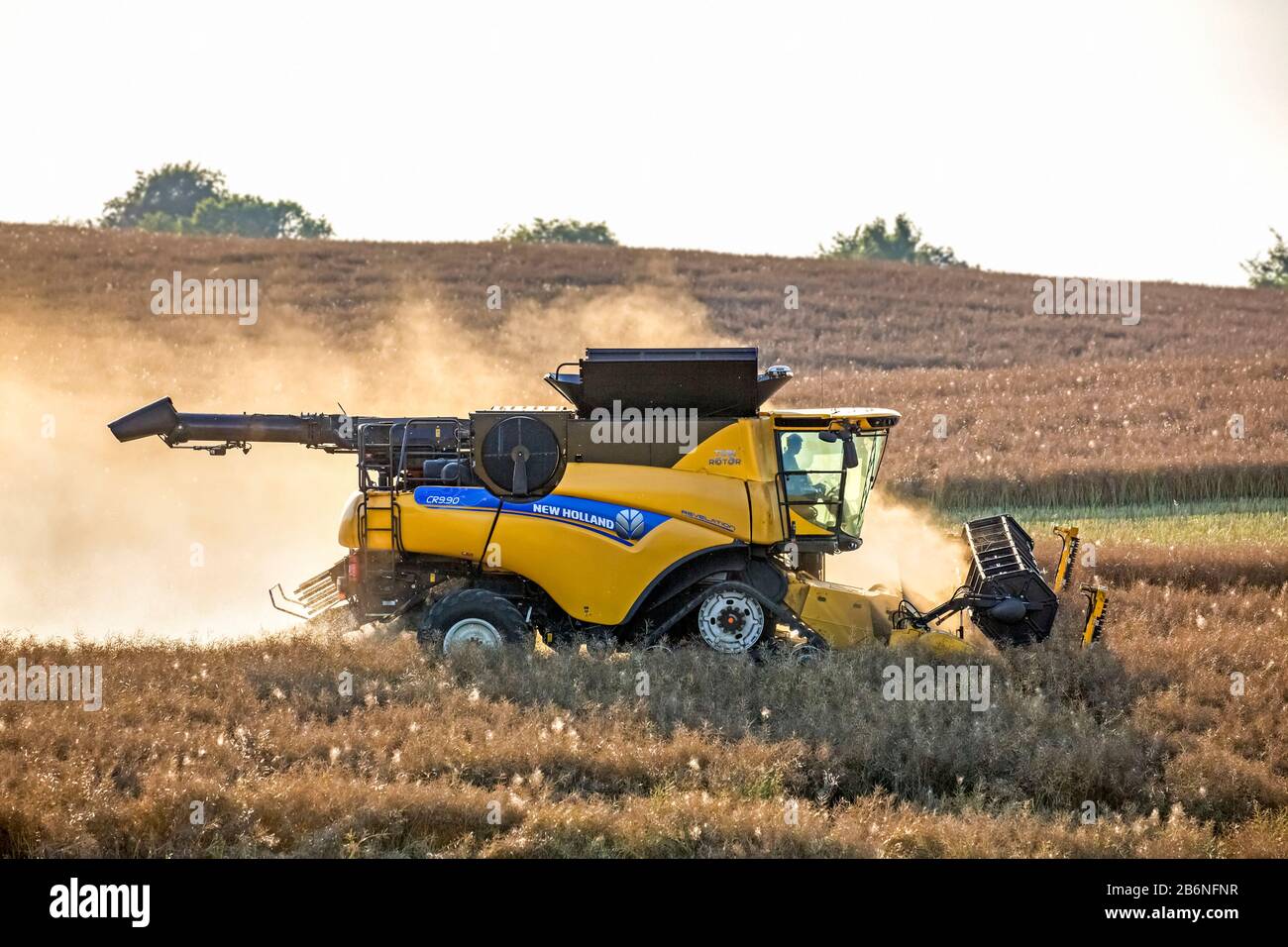 New Holland CR9.90 Mietitrebbia Harvester che raccoglie il raccolto di colza in campo in estate per la produzione di mangimi animali, oli vegetali commestibili e biodiesel Foto Stock