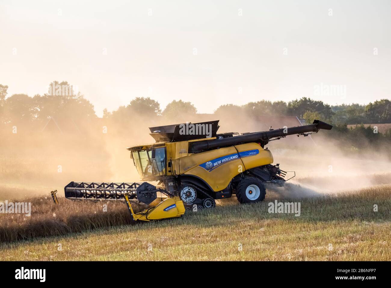 New Holland CR9.90 Mietitrebbia Harvester che raccoglie il raccolto di colza in campo in estate per la produzione di mangimi animali, oli vegetali commestibili e biodiesel Foto Stock