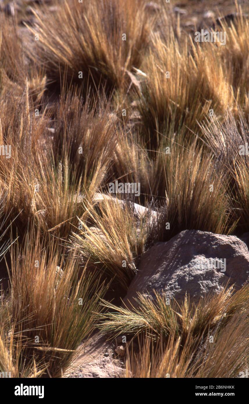 Perù, Altiplano, quasi 16.000 piedi di altitudine. Erba di Ichu. Foto Stock