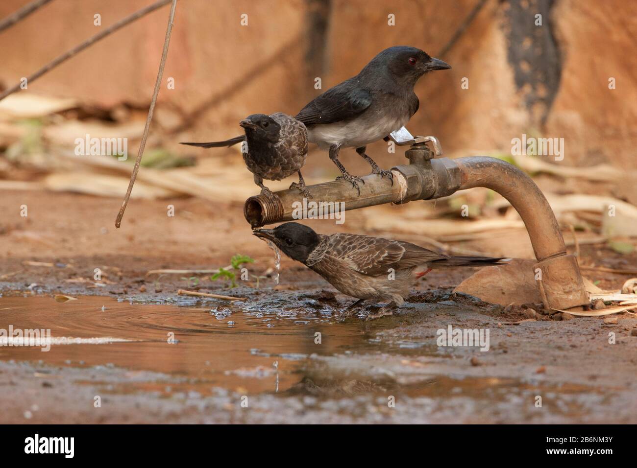 Uccelli sete acqua potabile da un rubinetto d'acqua durante una calda giornata estiva (Rajasthan, India) Foto Stock