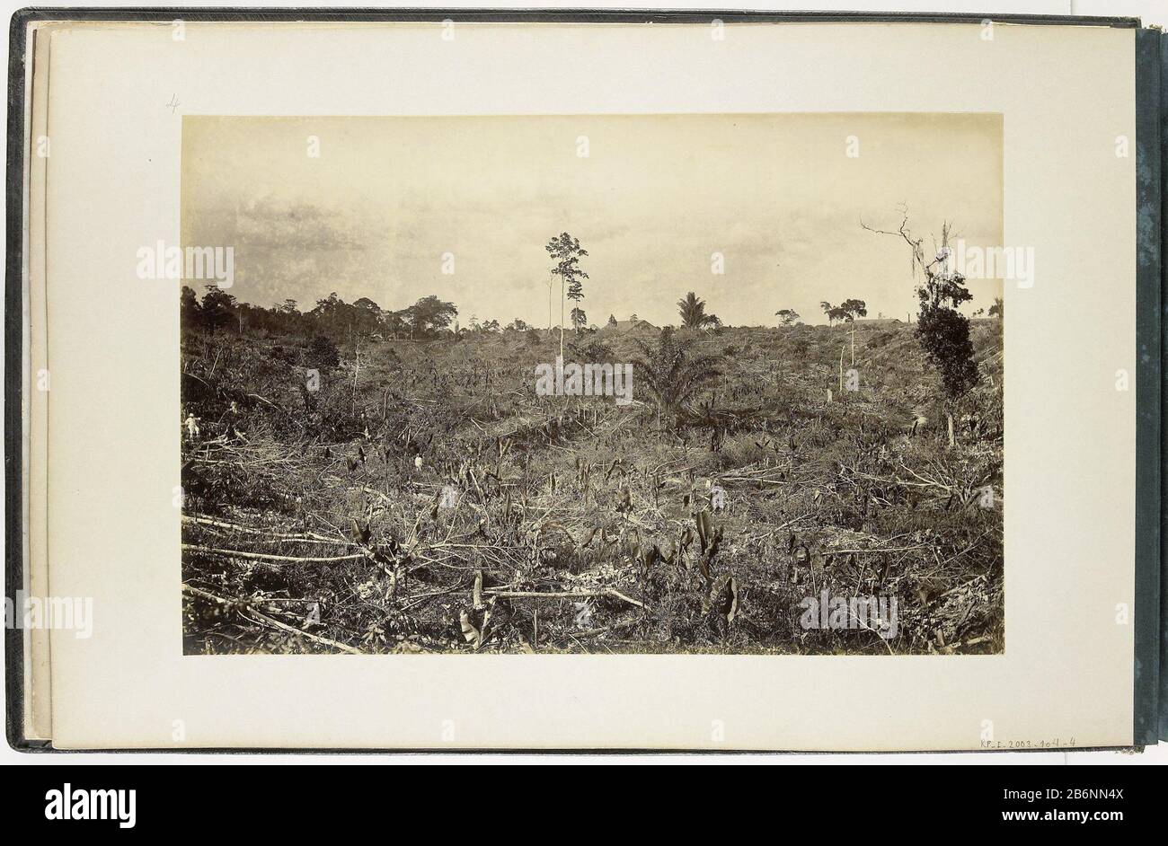 Gekapt oerwoud in quali Mintchirim, Sumatra Deze foto maakt deel uit van een album. Produttore : fotograf: H. Ernst & CoPlaats fabbricante: Sumatra Dating: CA. 1890 - ca. 1900 Materiale: Fotopapier karton Techniek: Albuminedruk dimensioni: Foto: H 242 mm × b 367 mmToelichtingIn de lijst van afbeeldingen wordt deze foto beschreven met de woorden Geschlagener Walt in Quala Mintchirim. Oggetto: Junglechopping (processo industriale)taglio del legno, taglialegno  silvicoltura Foto Stock