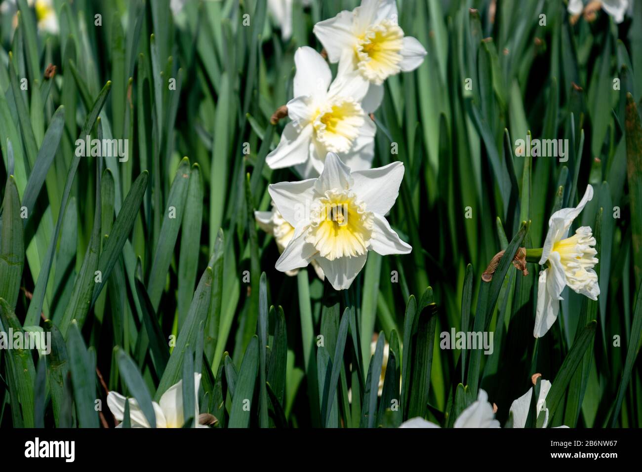 Un daffodil bianco con un centro giallo brillante e foglie verdi scure Foto Stock