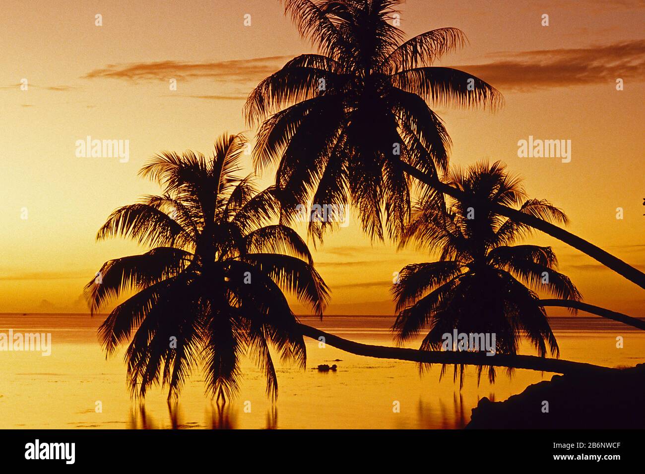 Palmen Vor Sonnenuntergang - Insel Moorea, Tahiti, Polinesiana Franzoesisch, Foto Stock