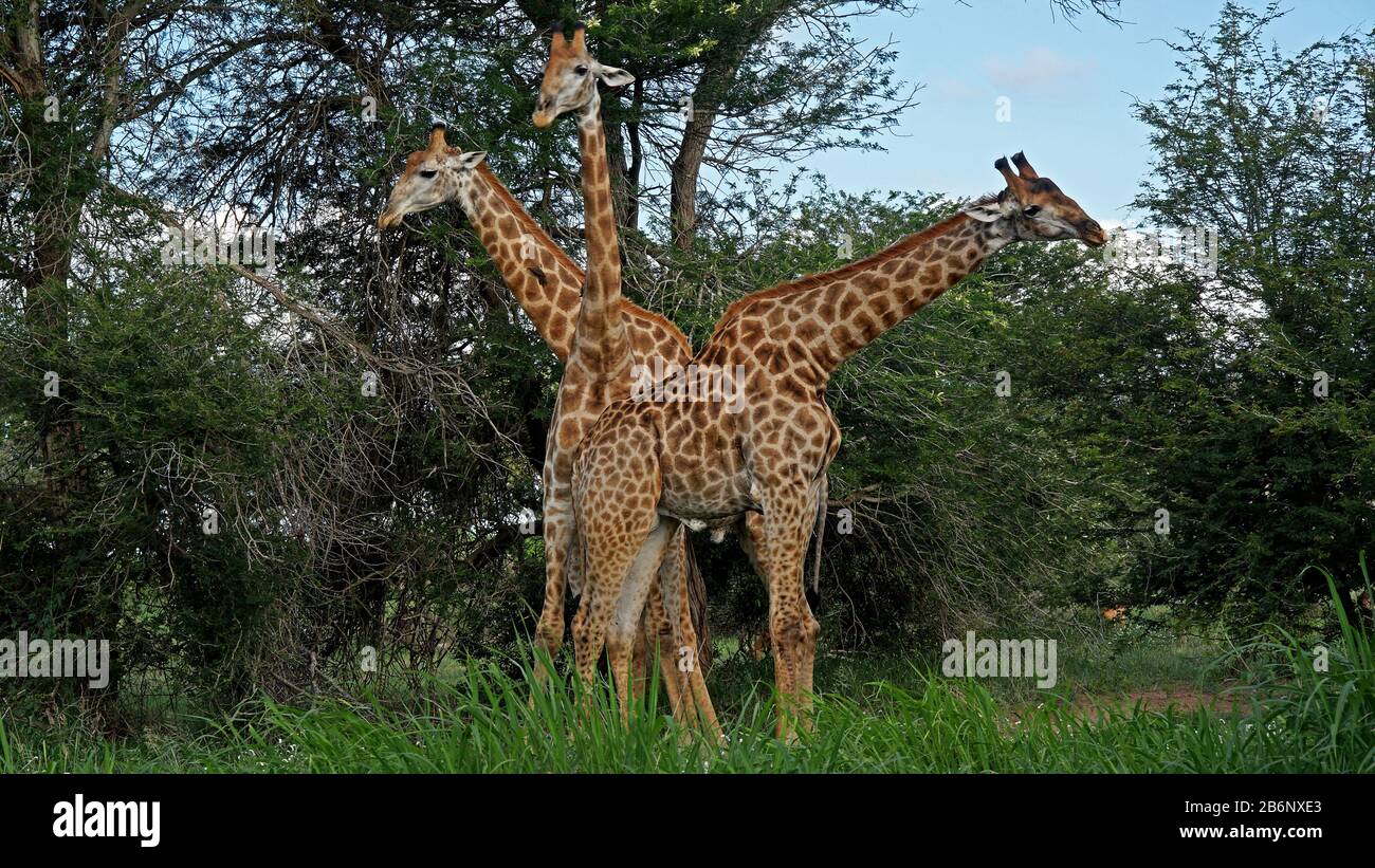 Zwei Giraffen im Krueger N.P. a Suedafrika Foto Stock