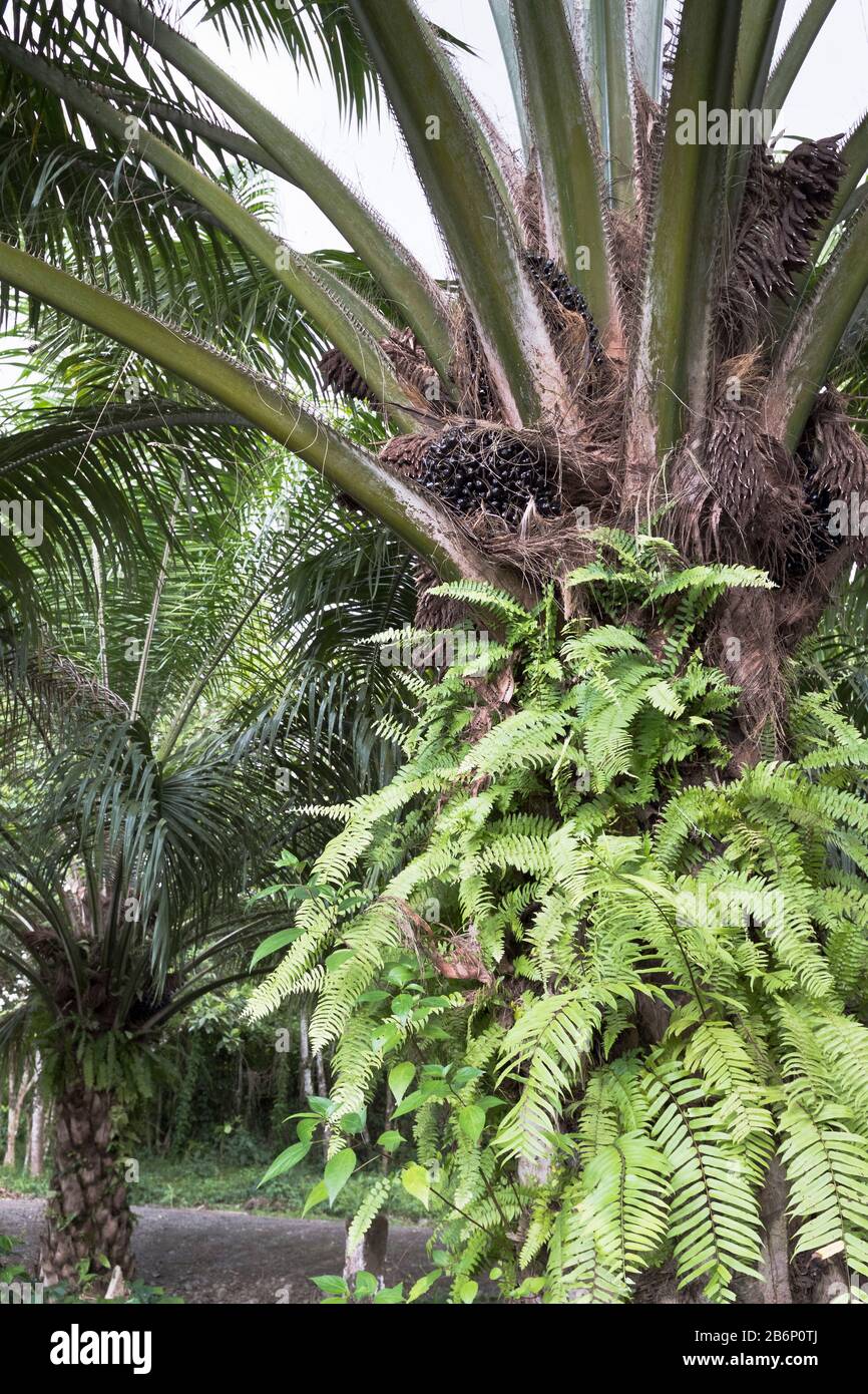 dh PNG olio di palma industria ALOTAU PAPUA NUOVA GUINEA Palm albero frutti di bosco in piantagioni di alberi Foto Stock